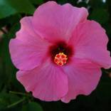 Collection Blooms : Here Comes The Sun