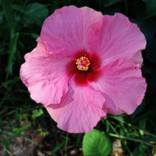 Collection Blooms : Here Comes The Sun