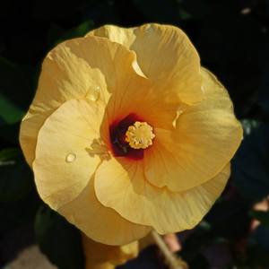 Collection Blooms : Here Comes The Sun