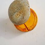 Collection Shingle Style