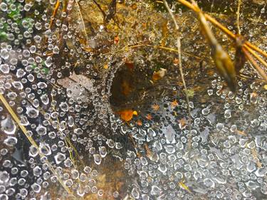 Print of Abstract Nature Photography by Raquel Sarangello