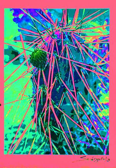 Cactus, nature. thumb
