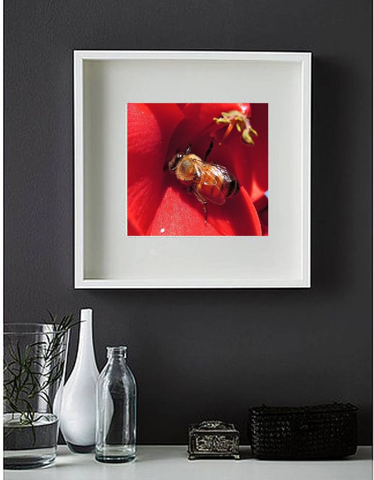 Original Photorealism Animal Photography by Raquel Sarangello