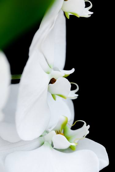 Original Floral Photography by Tracy Jones
