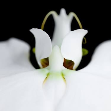 Original Fine Art Floral Photography by Tracy Jones