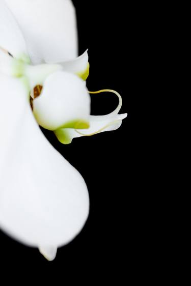 Original Fine Art Floral Photography by Tracy Jones