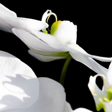 Original Fine Art Floral Photography by Tracy Jones