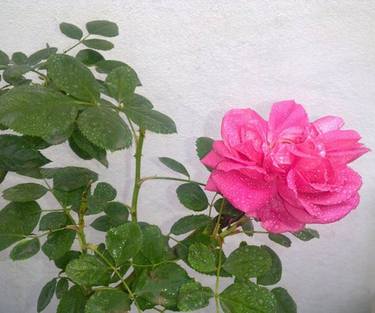 Blooming Rose thumb
