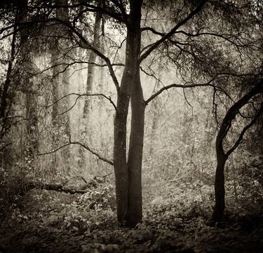 Entwined Photography Artworks | Saatchi Art