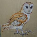 Barn Owl by Karen Wiseman