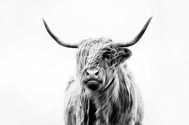 portrait of a highland cow (open edition) thumb