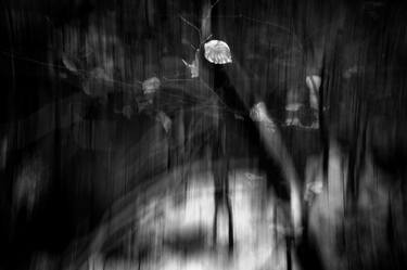 Original Fine Art Nature Photography by Dorit Fuhg