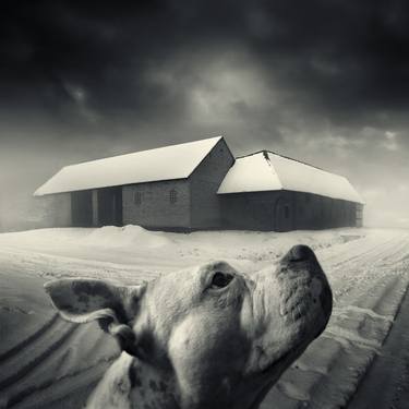 Print of Conceptual Animal Photography by Michal Giedrojc