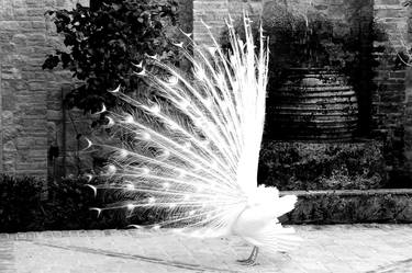 Albino Peacock #2 thumb