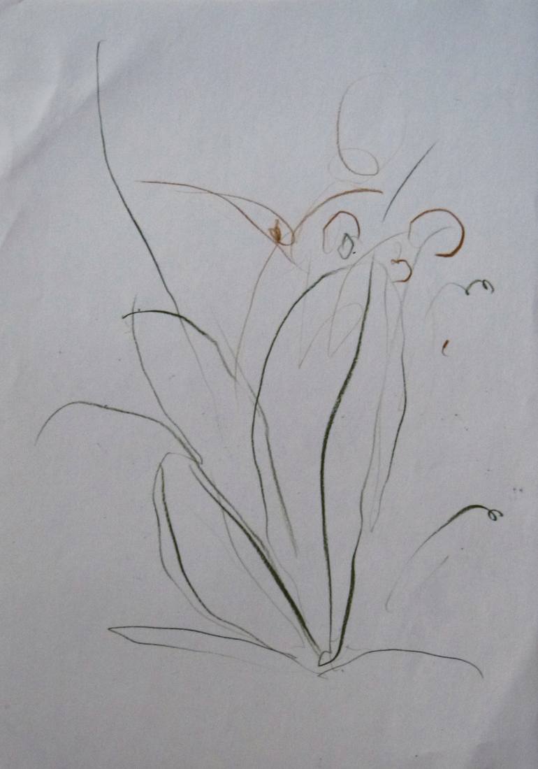 Original Figurative Botanic Drawing by Frederic Belaubre