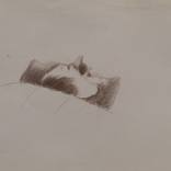 The sleeping cat, life drawing by Frederic Belaubre