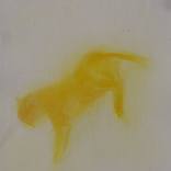 The sunshine cat 2, life study by Frederic Belaubre
