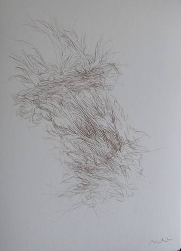 Original Nature Drawings by Frederic Belaubre