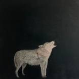 Collection The Controlled Wild