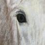 White Beauty Rustic Horse Painting