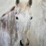 White Beauty Rustic Horse Painting