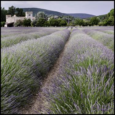 Lavender field, Sauzet thumb