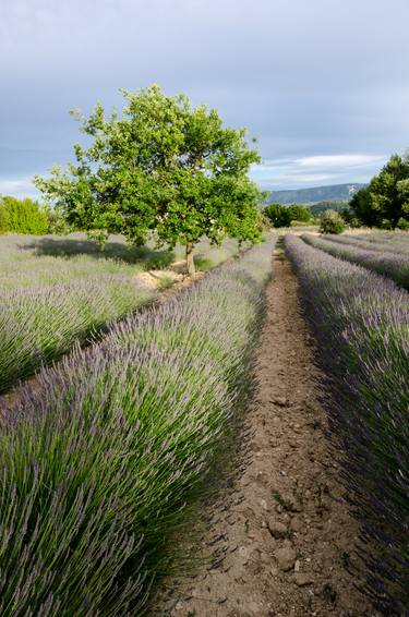 Lavender field with tree thumb
