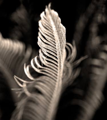 Original Abstract Botanic Photography by C Bruegger