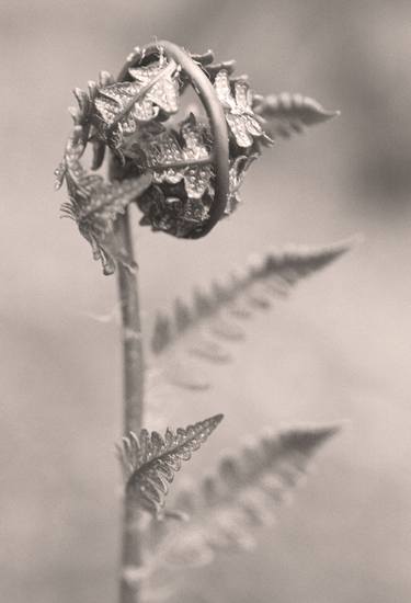 Original Botanic Photography by C Bruegger