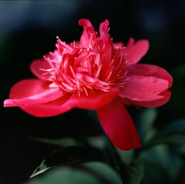 Print of Modern Botanic Photography by C Bruegger