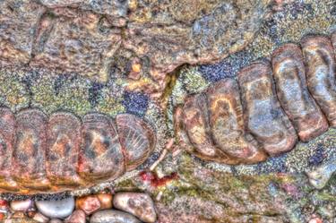 Original Abstract Nature Photography by Barry Iverson