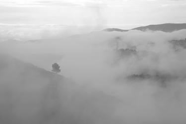 Tree in Fog, 2014 thumb