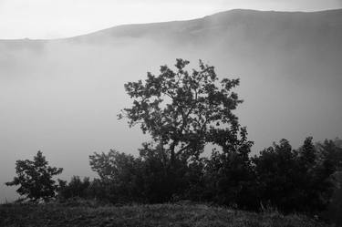 Tree and Mist, 2014 thumb