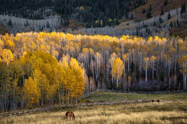 Golden Aspens & Horse - Limited Edition 2 of 25 thumb
