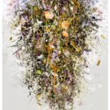 Collection Grandiflora