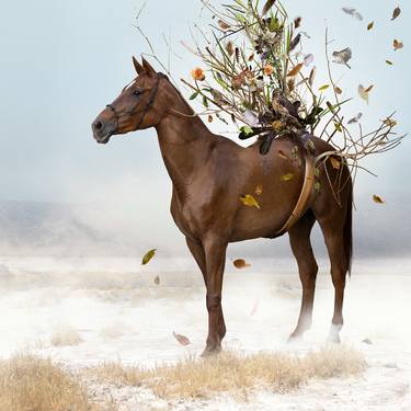 Original Surrealism Animal Photography by Ysabel LeMay