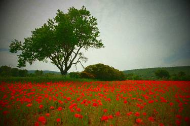 Poppy fields of Provence, France - Limited Edition of 3 thumb