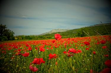Sainte-Victoire mountain in southern France. Not many natural things exceed the. raving beauty of a poppy field in full bloom. - Limited Edition of 3 thumb
