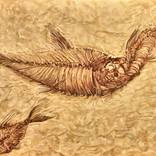 Fossil Fish Hunger by William Kroll