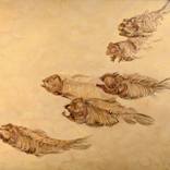 Six Fossilized Followers by William Kroll
