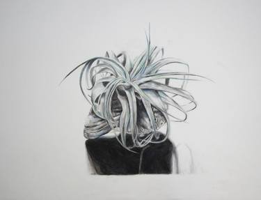 Original Realism Nature Drawings by Marija Maša Jovanović