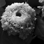 Peony #1 - Limited Edition of 3 by JAVIER GUERRERO