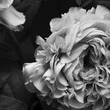 Peony #2 - Limited Edition of 3 by JAVIER GUERRERO