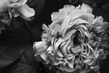 Peony #2 - Limited Edition of 3 thumb
