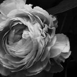Peony #3 - Limited Edition of 2 by JAVIER GUERRERO
