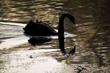 Black Swan thumb