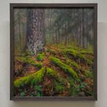 Moss forest painting by Justinas Krasuckas