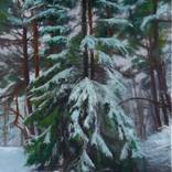 Winter snowy spruce by Justinas Krasuckas