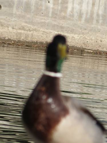 A Duck in the Lake thumb