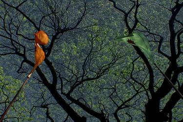 Print of Fine Art Tree Photography by Iryn Lesinska